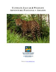 ULTIMATE JAGUAR & WILDLIFE ADVENTURE: PANTANAL + AMAZON Visit us at www.wildland.com  Itinerary Overview