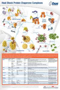 Chaperone / Hsp70 / Hsp90 / Hop / Co-chaperone / Chaperonin / HSP60 / Hsp27 / Binding immunoglobulin protein / Biology / Proteins / Heat shock proteins