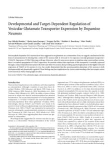 The Journal of Neuroscience, June 18, 2008 • 28(25):6309 – 6318 • 6309  Cellular/Molecular Developmental and Target-Dependent Regulation of Vesicular Glutamate Transporter Expression by Dopamine