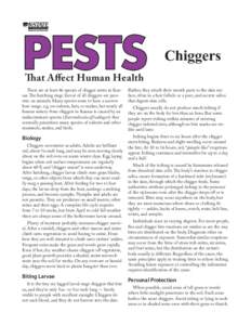 Chiggers That Affect Human Health There are at least 46 species of chigger mites in Kansas. The hatching stage (larva) of all chiggers are parasitic on animals. Many species seem to have a narrow host range, e.g, on rode