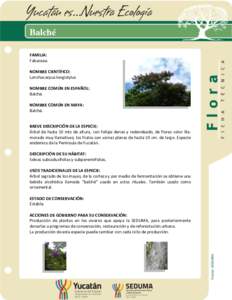 Balché FAMILIA: Fabaceae. NOMBRE CIENTÍFICO: Lonchocarpus longistylus NOMBRE COMÚN EN ESPAÑOL: