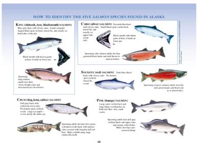 K ING (chinook, tyee, blackmouth) SALMON: Blue-gray back with silvery sides. Small, irregularshaped black spots on back, dorsal fin, and usually on both lobes of the tail. C OHO (silver) SALMON: